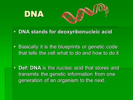DNA DNA  DNA stands for deoxyribonucleic acid  Basically it is the blueprints or genetic code that tells the cell what to do and how to do it  Def: