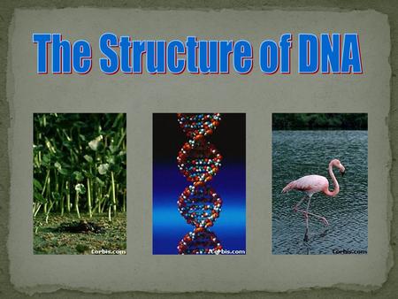 TedED We study DNA for many reasons, e.g., its central importance to all life on Earth, medical benefits such as cures for diseases, better food crops.