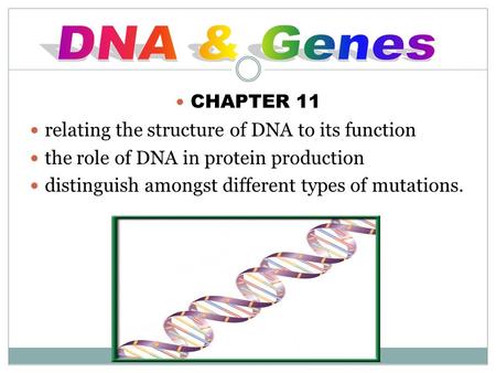 CHAPTER 11 relating the structure of DNA to its function the role of DNA in protein production distinguish amongst different types of mutations.