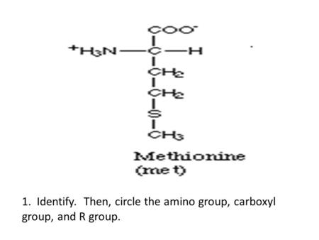 1. Identify. Then, circle the amino group, carboxyl group, and R group.