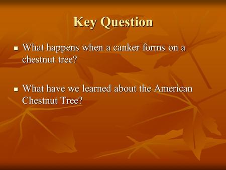 Key Question What happens when a canker forms on a chestnut tree? What happens when a canker forms on a chestnut tree? What have we learned about the.