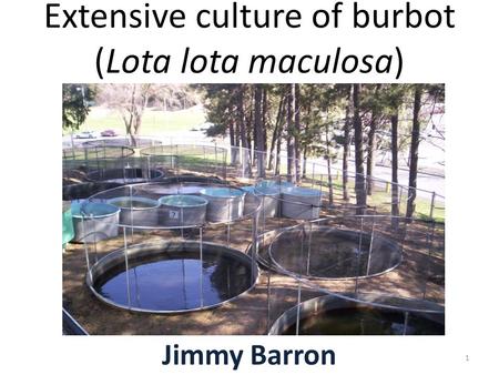 Extensive culture of burbot (Lota lota maculosa) Jimmy Barron 1.