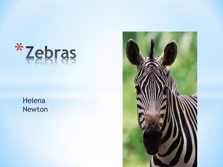 Helena Newton * My animal is a mammal. Zebras live up to 22 years. Zebras have their own special patterns just like humans have their own patterns of.