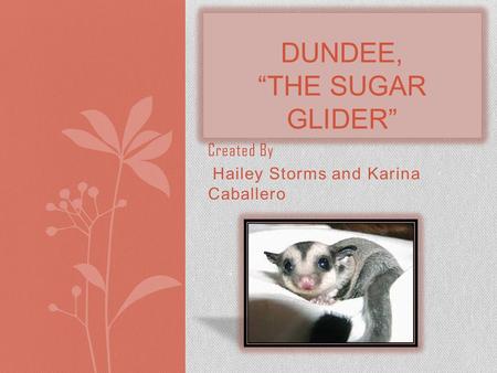 Created By Hailey Storms and Karina Caballero DUNDEE, “THE SUGAR GLIDER”