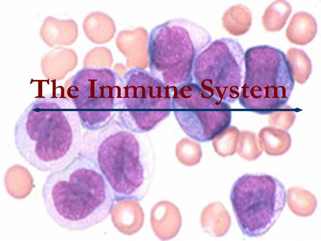 The Immune System. Function responsible for destroying disease-causing agents antigens White blood cells.