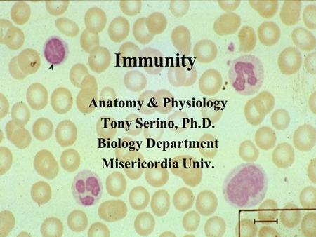 Immunity Anatomy & Physiology Tony Serino, Ph.D. Biology Department Misericordia Univ.