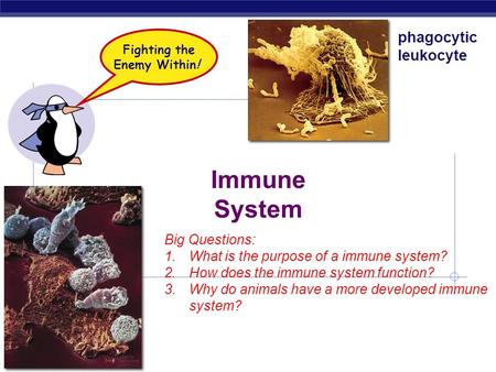 AP Biology Immune System phagocytic leukocyte Fighting the Enemy Within! Big Questions: 1.What is the purpose of a immune system? 2.How does the immune.