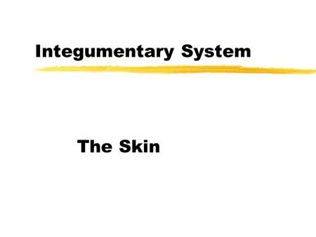 Integumentary System The Skin. zWhat is the Largest organ? zWhat are some structures that make up the integumentary system?