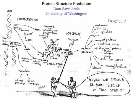 Protein Structure Prediction Ram Samudrala University of Washington.