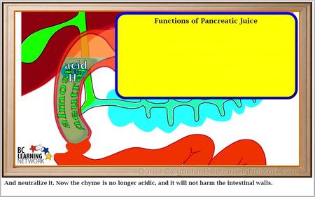 And neutralize it. Now the chyme is no longer acidic, and it will not harm the intestinal walls. Functions of Pancreatic Juice 1.Bicarbonate ions (HCO.