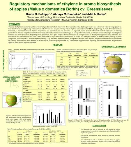 Regulatory mechanisms of ethylene in aroma biosynthesis of apples (Malus x domestica Borkh) cv. Greensleeves Bruno G. Defilippi 1,2, Abhaya M. Dandekar.
