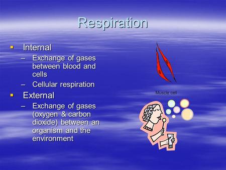 Respiration  Internal –Exchange of gases between blood and cells –Cellular respiration  External –Exchange of gases (oxygen & carbon dioxide) between.