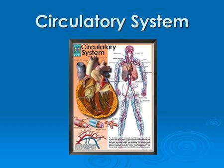 Circulatory System. Functions of Circulatory System  Transportation Oxygen Oxygen Nutrients Nutrients Hormones Hormones Antibodies Antibodies Carbon.