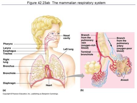 Figure 42.23ab The mammalian respiratory system. Figure 42.23c Alveoli.