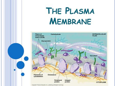 T HE P LASMA M EMBRANE. O NLY 2 MOLECULES THICK, THIS MEMBRANE ALLOWS THE PASSAGE OF ESSENTIAL MOLECULES IN AND OUT OF THE CELL.
