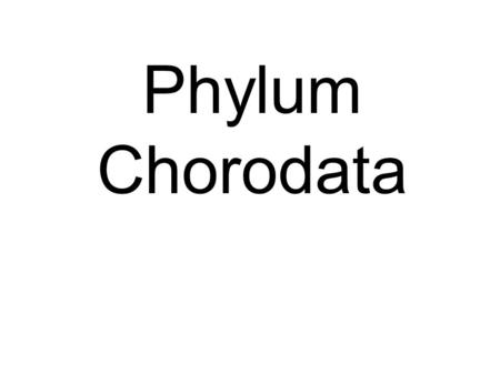 Phylum Chorodata. Sub-phylum Vertebrata, Class- Aves, chicken Sub-phylum Vertebrata, Class- Mammalia, Family- Suidae, piglets Sub-phylum Vertebrata, Class-