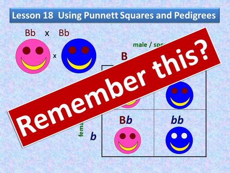 Lesson 18 Using Punnett Squares and Pedigrees Bb x Bb male / sperm female / eggs X BB BbBbbb BbBb B b Bb Remember this?
