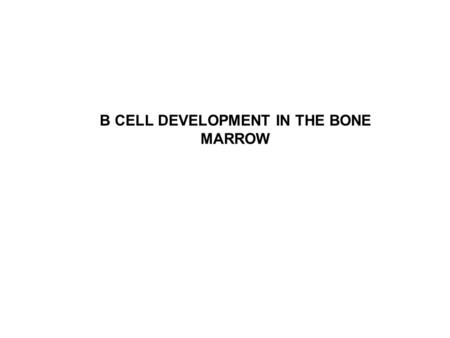 B CELL DEVELOPMENT IN THE BONE MARROW