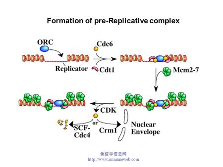 免疫学信息网  Formation of pre-Replicative complex.