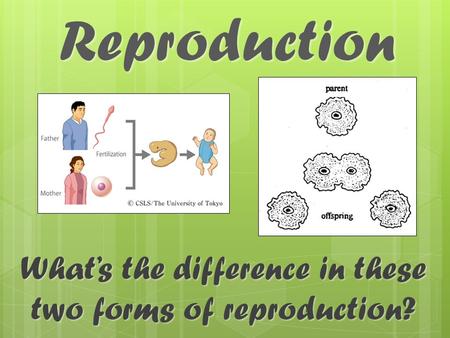 Reproduction What’s the difference in these two forms of reproduction?