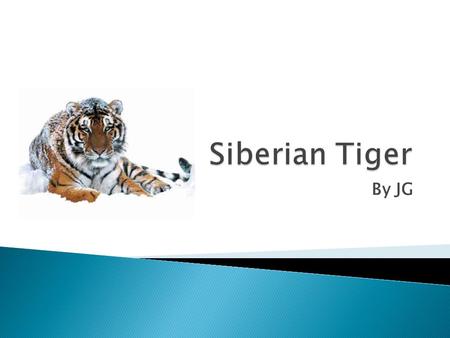 By JG.  The Siberian Tiger is in the family Felidae  The Siberian Tiger is in the Genus Panthera  The Siberian Tiger is in the Species Tiger.