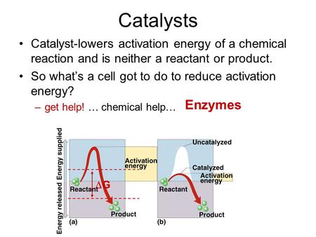 Catalysts Catalyst-lowers activation energy of a chemical reaction and is neither a reactant or product. So what’s a cell got to do to reduce activation.