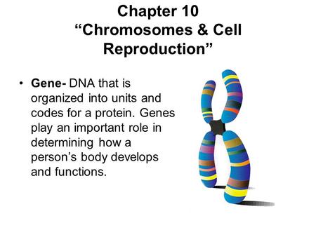 Chapter 10 “Chromosomes & Cell Reproduction” Gene- DNA that is organized into units and codes for a protein. Genes play an important role in determining.