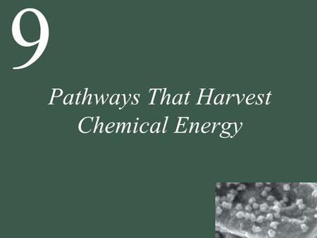 9 Pathways That Harvest Chemical Energy. 9 Pathways That Harvest Chemical Energy 9.1 How Does Glucose Oxidation Release Chemical Energy? 9.2 What Are.