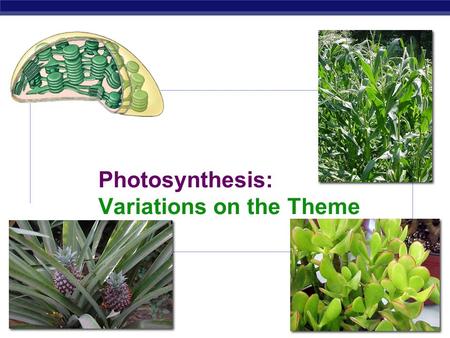 AP Biology 2007-2008 Photosynthesis: Variations on the Theme.