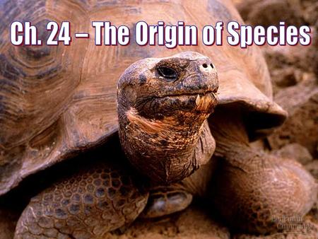 What is a Species? Speciation – the origin of new species The biological species concept defines a species as a population or group of populations whose.