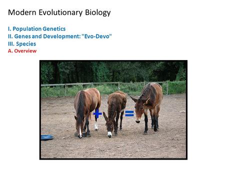 Modern Evolutionary Biology I. Population Genetics II. Genes and Development: Evo-Devo III. Species A. Overview.