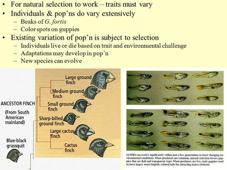 For natural selection to work – traits must vary Individuals & pop’ns do vary extensively –Beaks of G. fortis –Color spots on guppies Existing variation.
