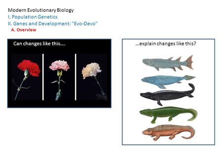 Modern Evolutionary Biology I. Population Genetics II. Genes and Development: Evo-Devo A. Overview Can changes like this….…explain changes like this?