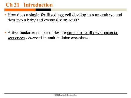 © 2011 Pearson Education, Inc. Ch 21 Introduction How does a single fertilized egg cell develop into an embryo and then into a baby and eventually an adult?