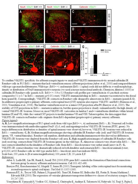 To confirm VGLUT1 specificity for afferent synaptic inputs we analyzed VGLUT1-immunoreactivity around calbindin-IR Renshaw cells in P15 Er81-/- mutants.