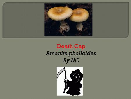 Death Cap Amanita phalloides By NC. FamilyGenusSpecies AmanitaceaeAmanitaAmanita Phalloides Amanitaceae are a family of fungi or mushrooms. The family,