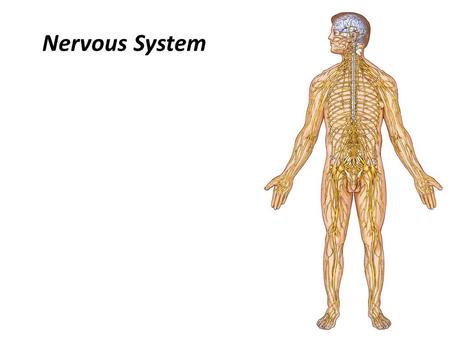 Nervous System. Some Interesting Facts 85 billion (85,000,000,000) neurons in the human brain. 3,000 years one cell/second 1 neuron cell body = 10 microns.