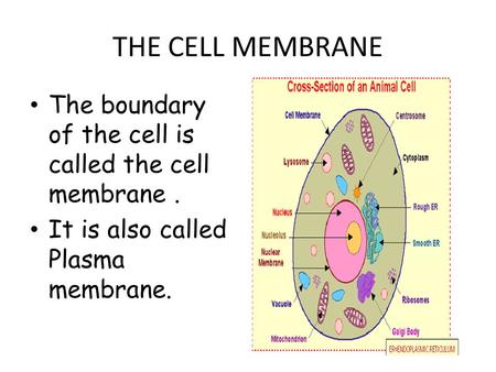 THE CELL MEMBRANE The boundary of the cell is called the cell membrane . It is also called Plasma membrane.