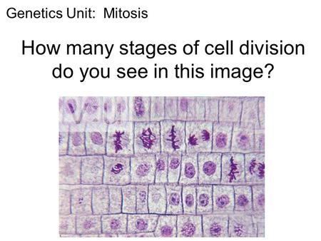 How many stages of cell division do you see in this image? Genetics Unit: Mitosis.
