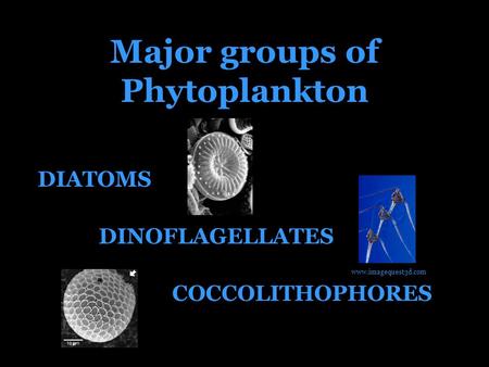 Major groups of Phytoplankton