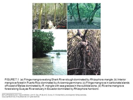 FIGURE 7.1 (a) Fringe mangrove along Shark River slough dominated by Rhizophora mangle. (b) Interior mangrove forest in Puerto Rico dominated by Avicennia.