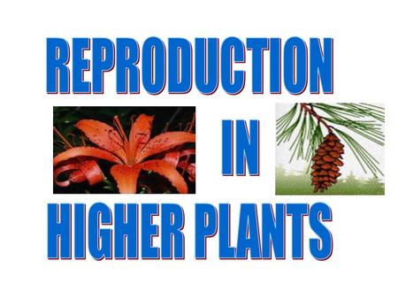 How are new plants formed? from seeds (sexual reproduction) by producing things such as bulbs or tubers (asexual reproduction).