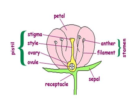 Plant Vocabulary Anther -the part of the stamen that produces and contains the pollen Petals- the colorful, often bright part of the flower. They attract.