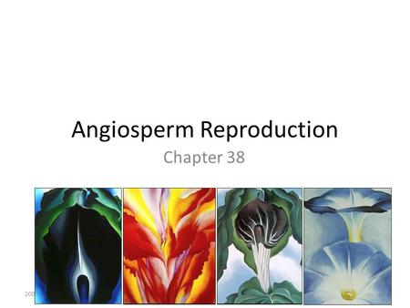 Angiosperm Reproduction Chapter 38 2005-2006. Recall: Alternation of Generations In angiosperms: – Sporophyte is dominant – Reduced gametophyte, dependent.