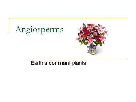 Earth’s dominant plants
