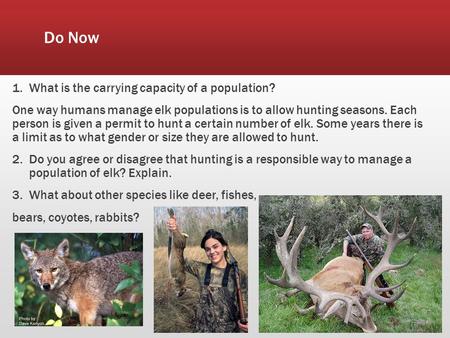Do Now 1.What is the carrying capacity of a population? One way humans manage elk populations is to allow hunting seasons. Each person is given a permit.
