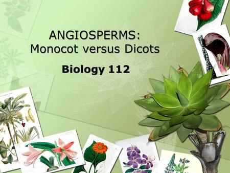 ANGIOSPERMS: Monocot versus Dicots Biology 112. Monocots & Dicots Botanists are able to divide the 235,000 species of angiosperms into two large groups.