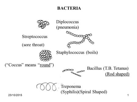23/10/20151 BACTERIA Diplococcus (pneumonia) Streptococcus (sore throat) Staphylococcus (boils) (“Coccus” means “round”) Bacillus (T.B. Tetanus) (Rod shaped)