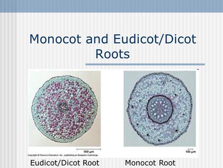 Monocot and Eudicot/Dicot Roots