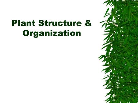 Plant Structure & Organization
